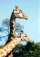 Animaux - Girafes - Zoo De La Flèche - CPM - Voir Scans Recto-Verso - Giraffes