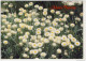 ALPINE SUNRAY, Alpin Flower Growing In BRIGHT; Victoria, Exposed Alpine Herpfield, Nice Stamp - Sonstige & Ohne Zuordnung