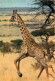 Animaux - Girafes - Faune Africaine - CPM - Voir Scans Recto-Verso - Girafes