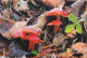 Hygrocybe Coccinea, Mushrooms, OFTIS, Czech Rep.  2008,  95 X 65 Mm - Small : 2001-...