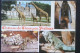 ► Cpsm  78 - THOIRY -  Zoo Du Château - Girafe Piton Iguane Chauve-souri Multi-vues - Thoiry