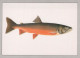 FISH Animals Vintage Postcard CPSM #PBS858.GB - Vissen & Schaaldieren