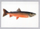 FISH Animals Vintage Postcard CPSM #PBS858.GB - Pescados Y Crustáceos