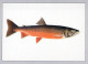 FISH Animals Vintage Postcard CPSM #PBS858.GB - Vissen & Schaaldieren