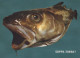 FISCH Tier Vintage Ansichtskarte Postkarte CPSM #PBS861.DE - Pesci E Crostacei