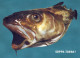 FISCH Tier Vintage Ansichtskarte Postkarte CPSM #PBS861.DE - Fische Und Schaltiere