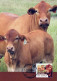 MUCCA Animale Vintage Cartolina CPSM #PBR802.IT - Vaches