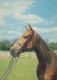 CAVALLO Animale Vintage Cartolina CPSM #PBR952.IT - Pferde
