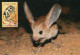 LIBYA 1995 Libyan Zoo Wildlife "Jerboa" (maximum-card) #16 - Rodents