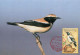 LIBYA 1995 Birds Wildlife "Desert Wheatear" (maximum-card) - Uccelli Canterini Ed Arboricoli