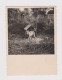 Dog In Yard, Scene, Vintage Orig Photo 6x8.2cm. (54401) - Objets