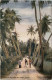 Ceylon - Sunset Amongst The Palms - Sri Lanka (Ceylon)