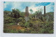 Jamaica - Ruins Of Old Sugar Mill - Publ. The Novelty Trading Co.  - Jamaica