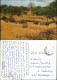 Tanzania National Park Elefanten Elephants Tanzania National Park 1975 - Tansania