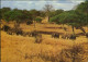 Tanzania National Park Elefanten Elephants Tanzania National Park 1975 - Tanzania