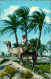 Postcard Aden عدن ADEN Camel Among Palm Trees In Lahej 1960 - Jemen