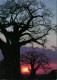 .Tansania Sunset With Baobab Trees (Baum Bäume Sonnenuntergang) 1991/1990 - Tansania