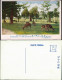 Postcard Japan Ansichten Japan Deers Nara Park, Rehe, Hirsch Tiere 1930 - Sonstige & Ohne Zuordnung