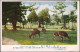 Postcard Japan Ansichten Japan Deers Nara Park, Rehe, Hirsch Tiere 1930 - Sonstige & Ohne Zuordnung