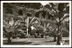 Ansichtskarte Insel Mainau-Konstanz Ortsansicht Mit Park & Pflanzen 1955 - Konstanz
