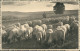 Ansichtskarte Beruf Landwirtschaft Schäfer Herde 1935  Stempel Saarabstimmung - Farmers