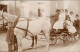 Soziales Leben: Familienfoto, Junge Führt Pferd Der Kutsche 1910 Privatfoto - Groupes D'enfants & Familles