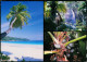 Seychellen (Seychelles)- Seychellen (Seychelles) Vallée De Mai Praslin Mahe 1994 - Non Classificati