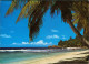 Seychellen (Seychelles)- Palmen Strand Bei La Dique Seychellen (Seychelles) 1984 - Non Classificati