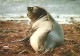 Falkland  & Marcofilia, Young Elephant Seal. Mount Pleasant To England 1989 (8898) - Falkland Islands