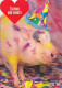 AK 212882 PIG / SCHWEIN ... - Schweine