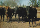 AK 212888 Bull / Stier ... - Camargue - Toros