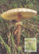 ALAND---2003 --Carte Maximum -- Champignon - Aland