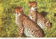 ROYAUME-UNI - Angleterre - Woburn Park - Woburn Wild Animal Kingdom - Carte Postale - Otros & Sin Clasificación