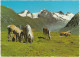 Tiroler Haflinger Bei Obergurgl - Ötztal, Tirol - (Österreich/Austria) - 6x Horse/Pferd/Paard/Cheval - Sölden