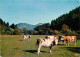 Animaux - Vaches - Paturage En Montagne - Carte Dentelée - CPSM Grand Format - Carte Neuve - Voir Scans Recto-Verso - Vaches