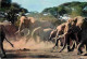 Animaux - Eléphants - CPM - Voir Scans Recto-Verso - Elephants