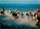 Animaux - Chevaux - Camargue - Chevauchée En Camargue - Chevaux En Liberté Dans Les Marais - Flamme Postale Des Saintes  - Pferde