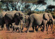 Animaux - Eléphants - CPM - Voir Scans Recto-Verso - Éléphants