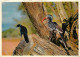 Afrique Du Sud - South Africa - Faune Africaine - Agiossy Starlingand Red-billed Hornbill In Natural Surroundings - Oise - Afrique Du Sud