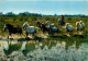 Animaux - Chevaux - Camargue - Manade De Chevaux - Gardians - CPM - Voir Scans Recto-Verso - Pferde