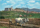Animaux - Vaches - Italie - Assisi - Panorama - Attelage De Bœufs - Paysans - CPM - Voir Scans Recto-Verso - Koeien
