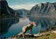 Animaux - Chevaux - Norvège - Norway - Aurlandsfjorden - Sogn - CPM - Voir Scans Recto-Verso - Chevaux