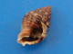 Nassarius Cunisculus Guadeloupe 15,1mm F+++ N14 - Seashells & Snail-shells