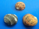 Nerita Chamaeleon (X3) Malaisie (Kuantan) 12,6/17,3mm F+++/GEM WO N22 - Seashells & Snail-shells