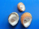 Nerita Chamaeleon (X3) Malaisie (Kuantan) 12,6/17,3mm F+++/GEM WO N22 - Muscheln & Schnecken