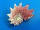 Angaria Delphinus Philippines F+++ 37,5mm WO ROSE N1 - Conchiglie