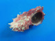 Angaria Delphinus Philippines F+++ 37,5mm WO ROSE N1 - Conchas Y Caracoles