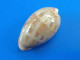 Cypraea Walkeri Philippines 28,1mm GEM N5 - Seashells & Snail-shells