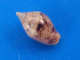 Columbella Sonsonatensis Panama 7,6mm GEM N1 - Muscheln & Schnecken