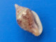 Columbella Sonsonatensis Panama 7,6mm GEM N1 - Seashells & Snail-shells
